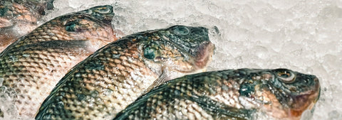 How You Can Trust Our UAE Seafood Suppliers For Freshness and Quality